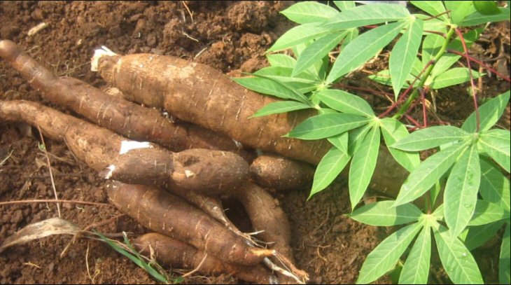 Le gouvernement lance le programme Manioc-Banane-Cacao