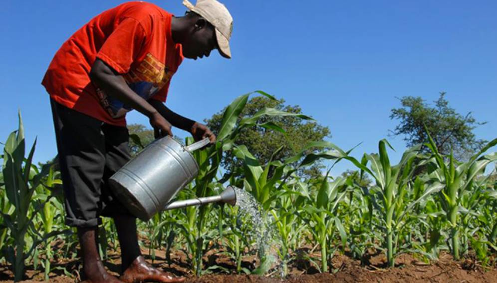 Les opérateurs économiques invités à postuler au projet d’appui à l’agriculture commerciale