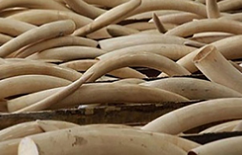 Congo : arrestation d’une femme pour tentative de trafic d’ivoire