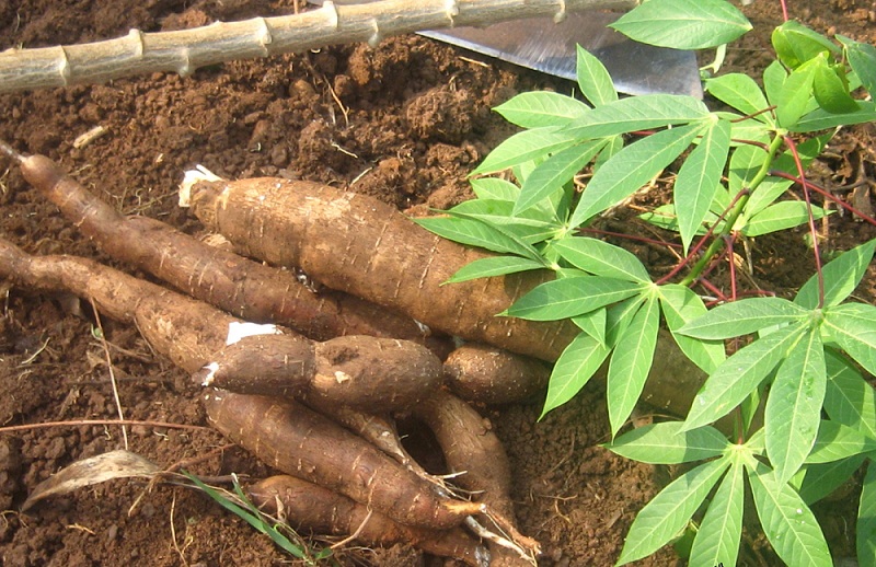 Agriculture : un forum pour rendre le secteur productif performant