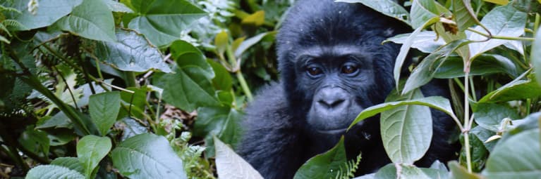 Aires protégées : le Congo et WWF s’engagent à valoriser le parc Ntokou-Pikounda