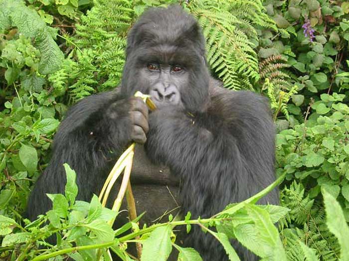 Un gorille sème la panique à Moungoundou-Sud