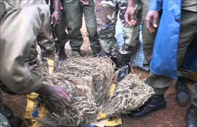 Congo : un trafiquant de drogue congolais abattu par les gendarmes gabonais