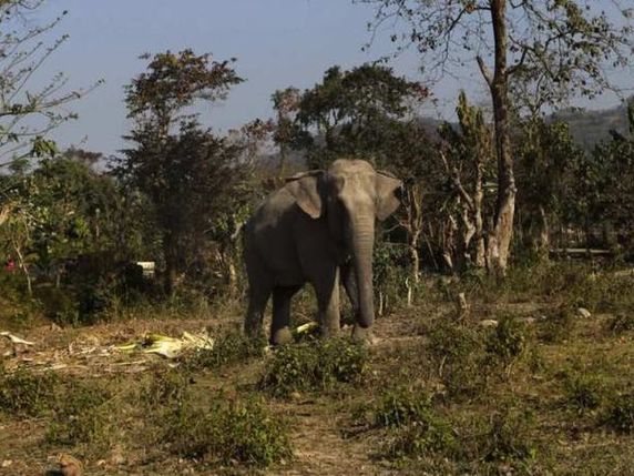 Kibangou : un éléphant tue une femme
