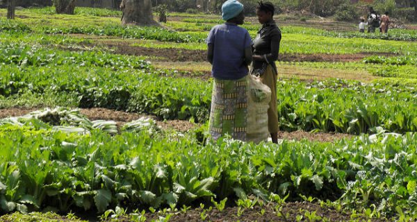 Les congolais appelés à se lancer dans l’exploitation agricole
