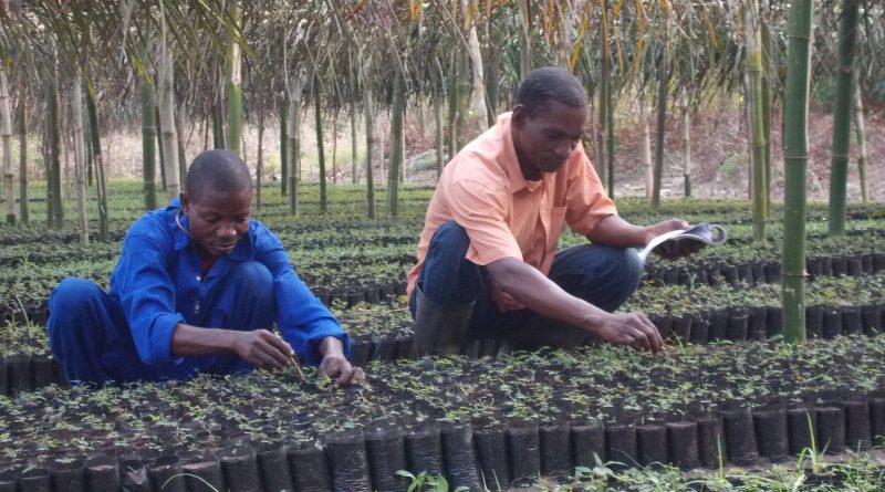 Congo-reboisement : plus de 3000 espèces d’arbres plantés à Ngamakosso