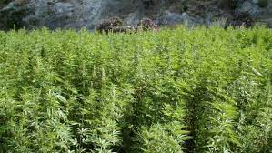 Le projet de loi sur l’usage licite du cannabis vise la protection des agriculteurs (ministre)