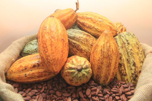 Cacao: le négociant ivoirien Kineden lève près de 3 milliards de Fcfa