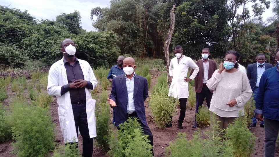 Congo : un champ d’expérimentation d’artémesia prometteur