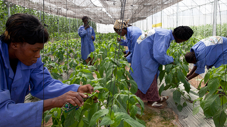 Congo : 52 groupements vont bénéficier de plus de 2 milliards FCFA