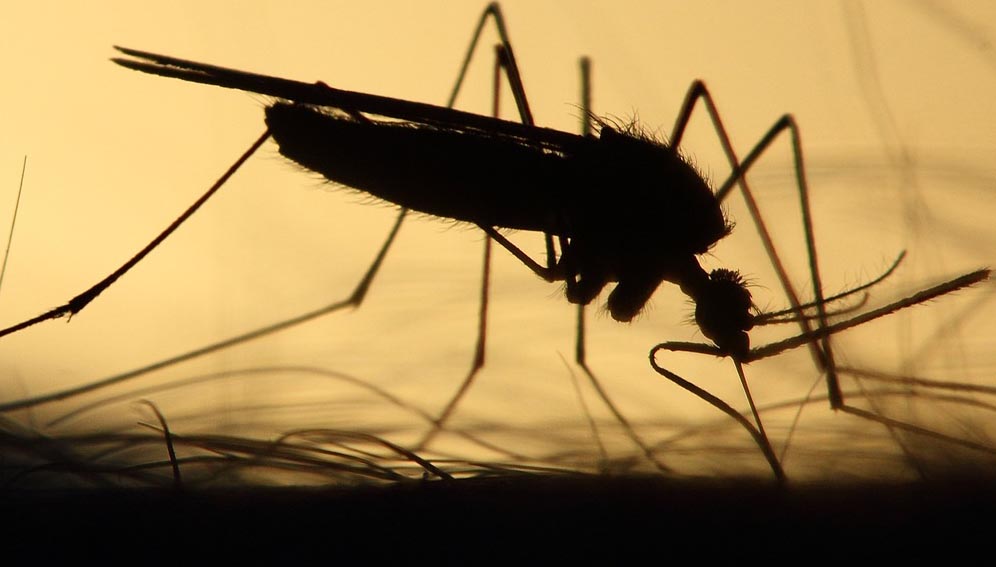 Congo : une task force pour trouver des stratégies de lutte contre le paludisme