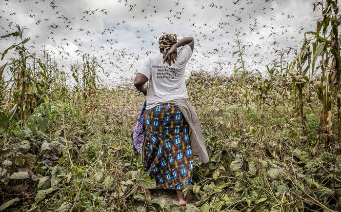 Afrique de l’Est : fin de l’invasion des criquets pèlerins (FAO)