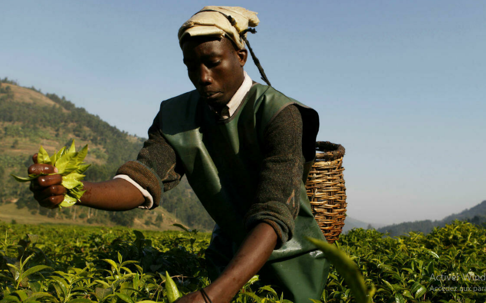 Rwanda : forte croissance de la production et des exportations de thé