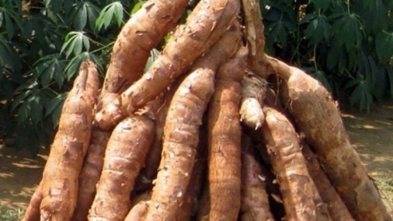 Le projet-manioc entre dans sa dernière étape. journaldebrazza.com