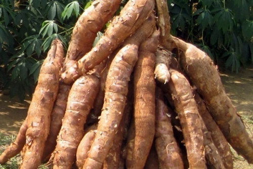 Le projet-manioc entre dans sa dernière étape. journaldebrazza.com