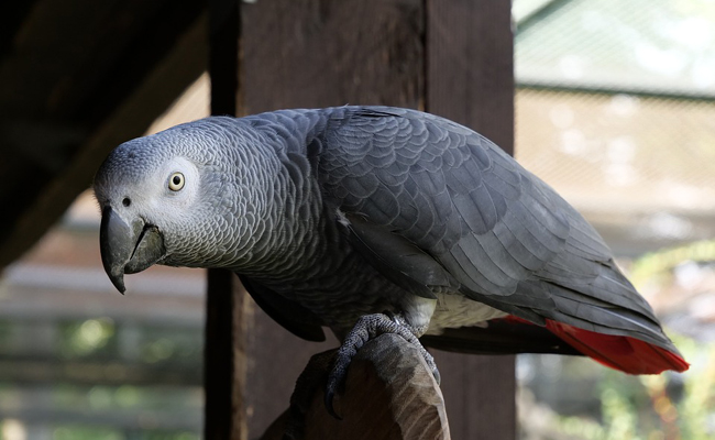 Congo : un homme condamné pour vente illégale te de perroquets