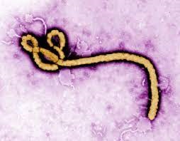 RDC : une nouvelle épidémie d’Ebola déclarée