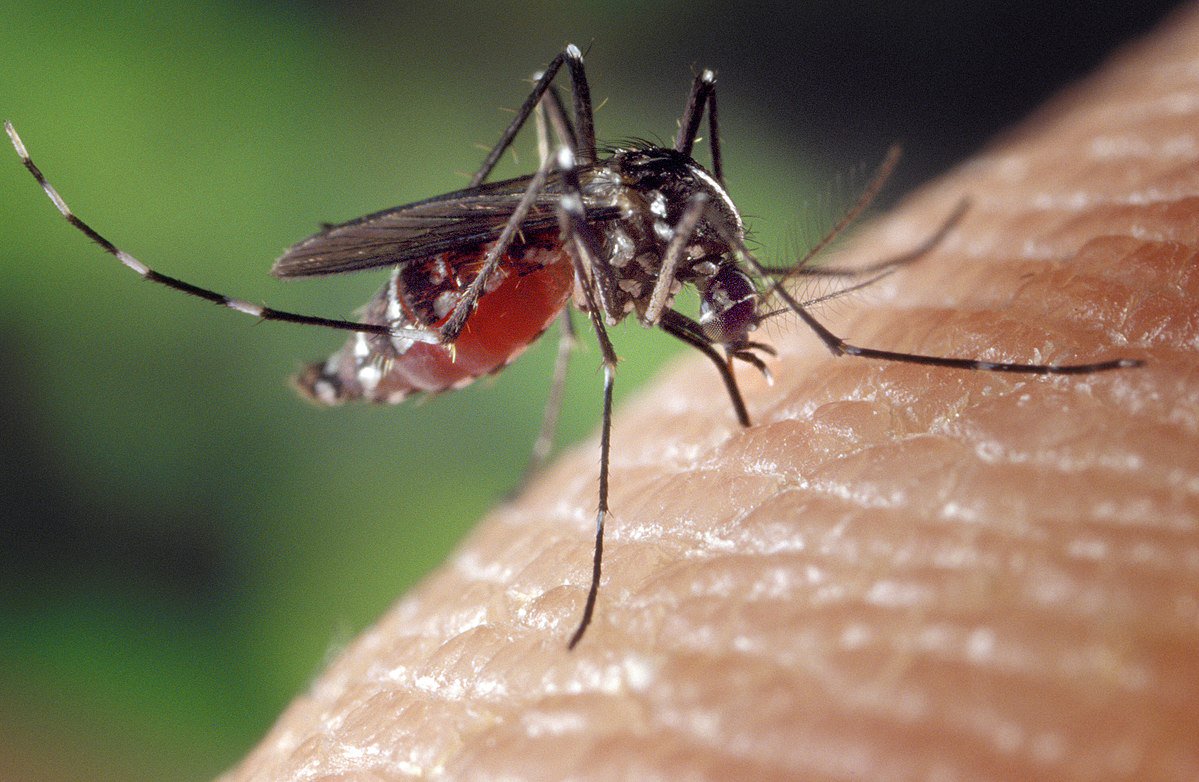 Lutte contre le paludisme en Afrique : avancées importantes malgré la Covid-19