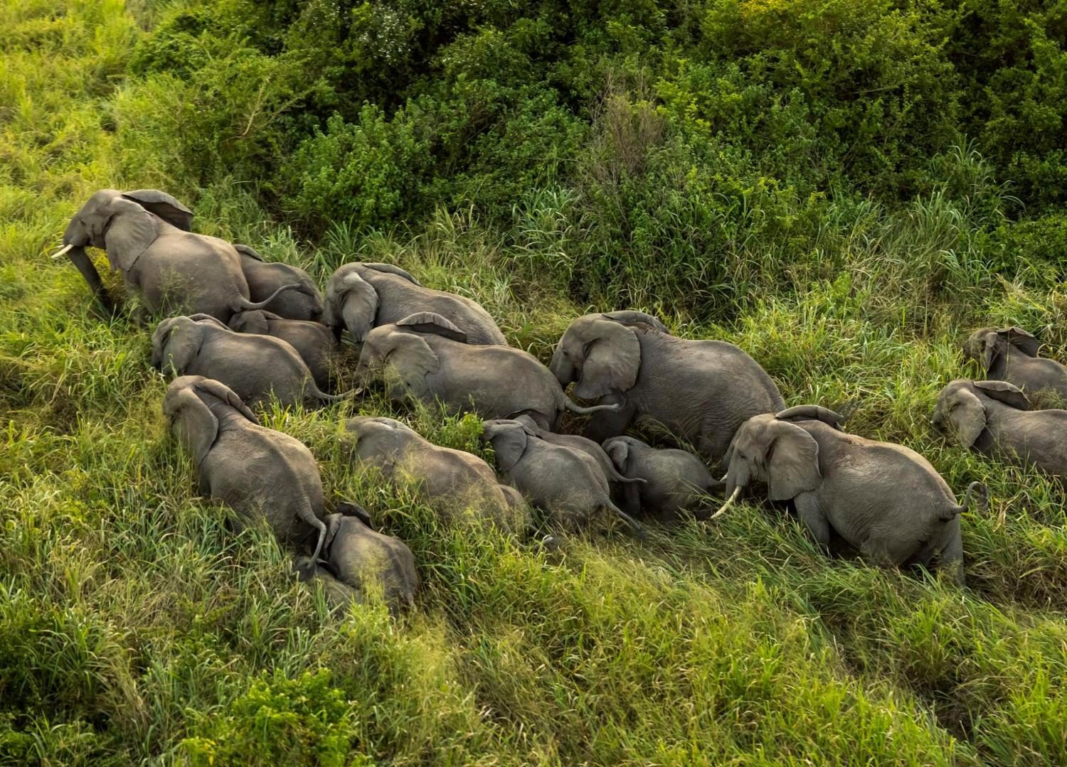 Le Zimbabwe, pays hôte d’une conférence sur les éléphants d’Afrique