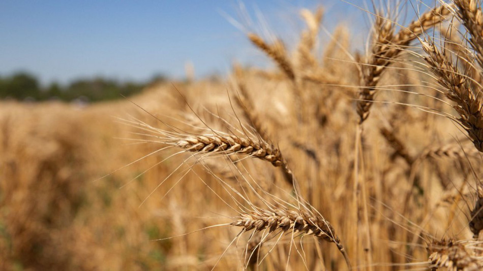 « Le stock national de blé couvre 4 mois » (gouvernement)