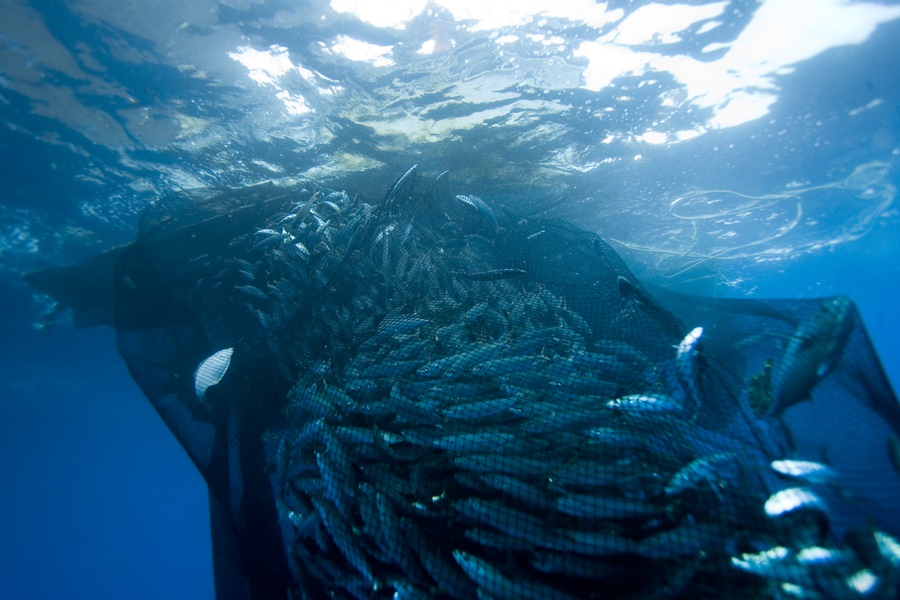 Congo Terminal accompagne le RAPAM dans la sensibilisation des pêcheurs sur la protection de la biodiversité marine