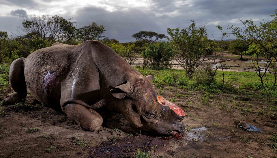 Namibie : le rhinocéros noir encore menacé