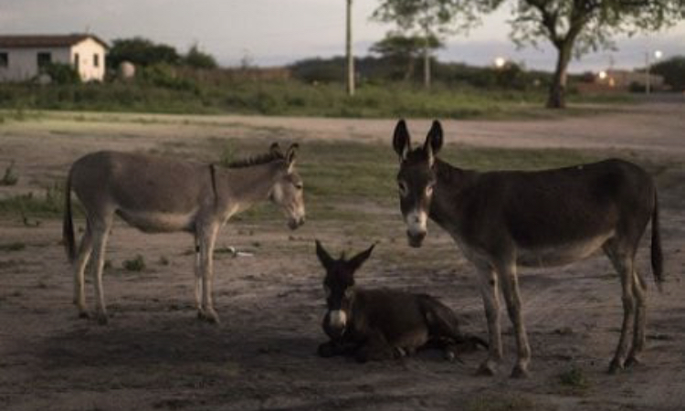 La Tanzanie interdit l’abattage des ânes