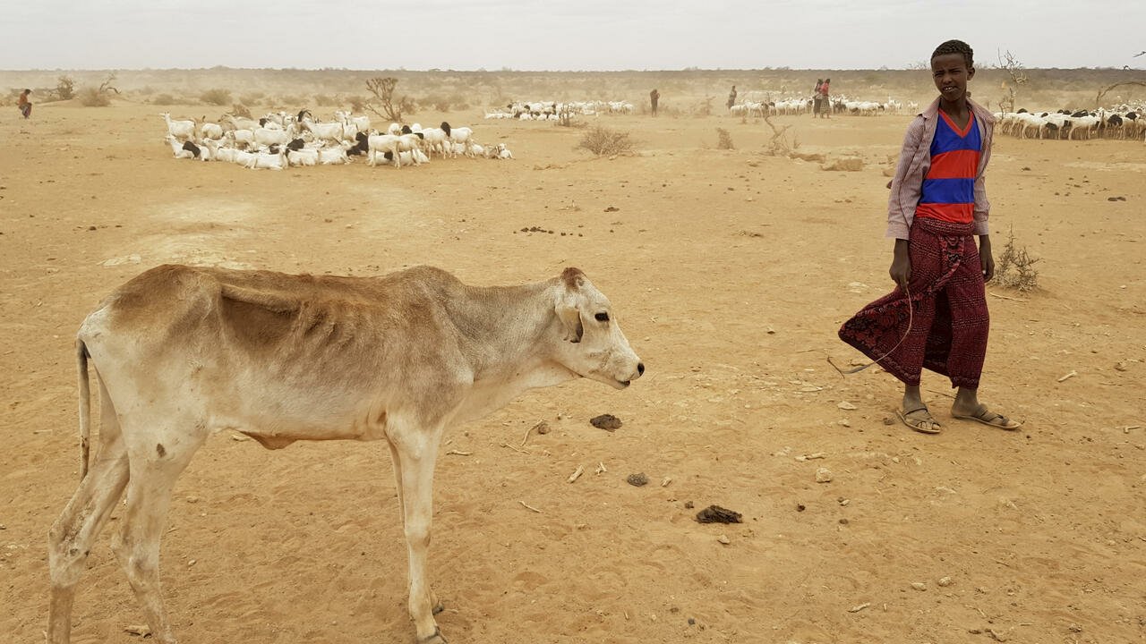 Somalie : 143 millions de dollars pour lutter contre la sécheresse