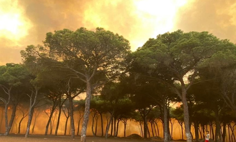 Maroc: Immense incendie ravage plusieurs hectares de forêts dans le nord du pays