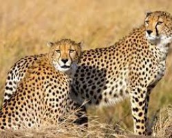 La Namibie va offrir des guépards à l’Inde