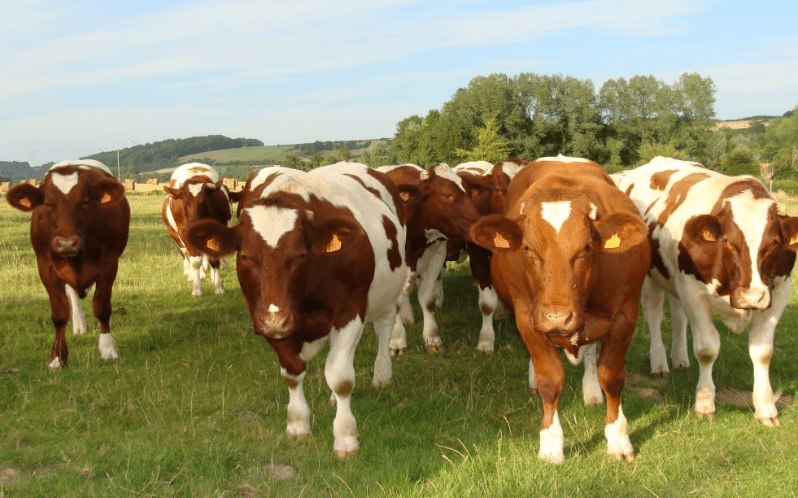 Fièvre aphteuse : le Botswana suspend ses exportations de viande