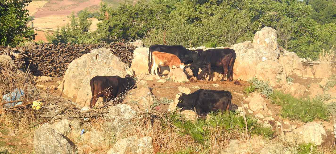 Fièvre aphteuse : vers l’abattage de 10.000 bovins au Botswana