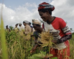 Afrique: la biotechnologie, clé de la sécurité alimentaire (experts)