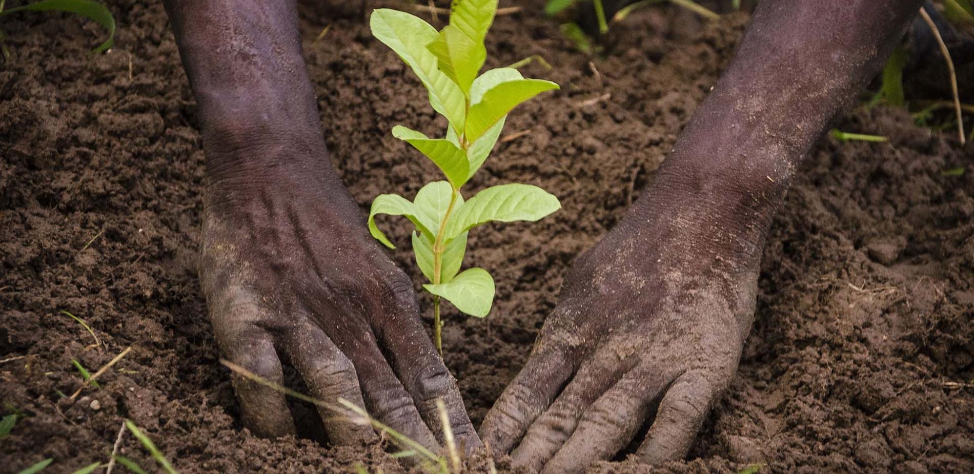 Congo : plus de 1000 espèces d’arbres plantés Patte d’Oie