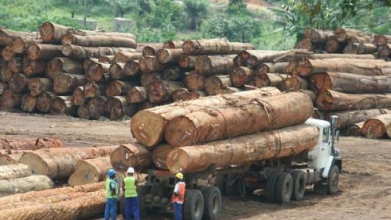 Congo : vers le renforcement de la traçabilité du commerce du bois