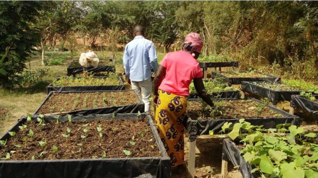 Burkina : des formations à la culture hors-sol pour les veuves des soldats au front