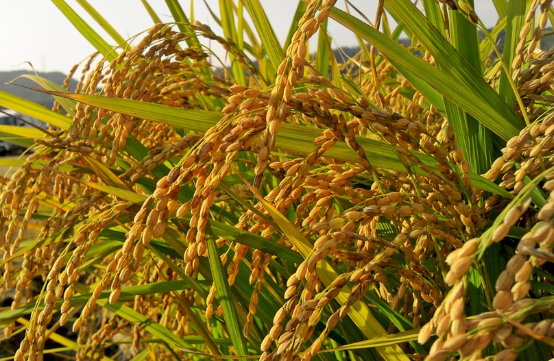 Côte d’Ivoire : des apports en nutriments au riz local et importé