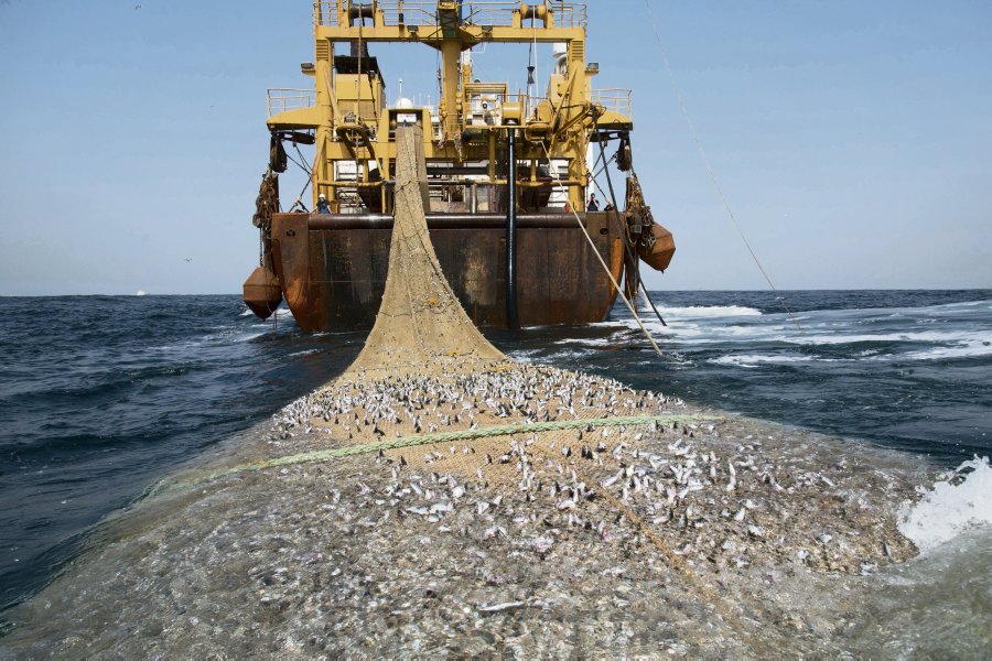 L’Europe met sous embargo les produits halieutiques camerounais