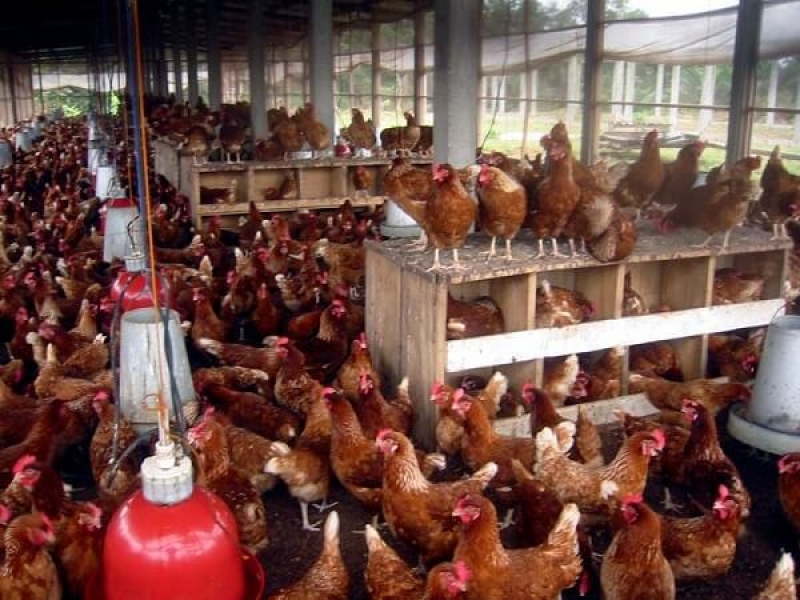 Congo : des initiatives pour développer la filière avicole