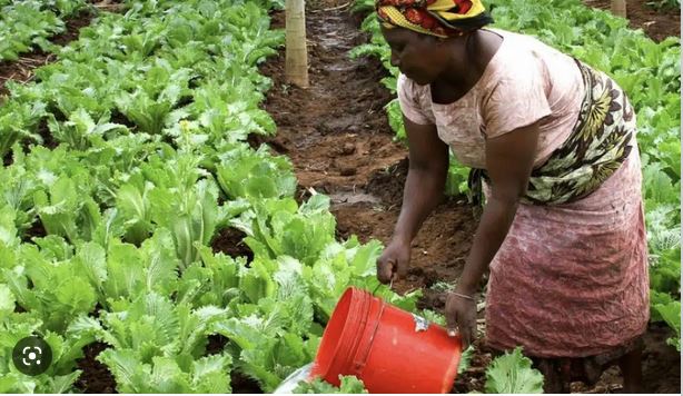 Congo : le Réseau africain pour valoriser les produits locaux