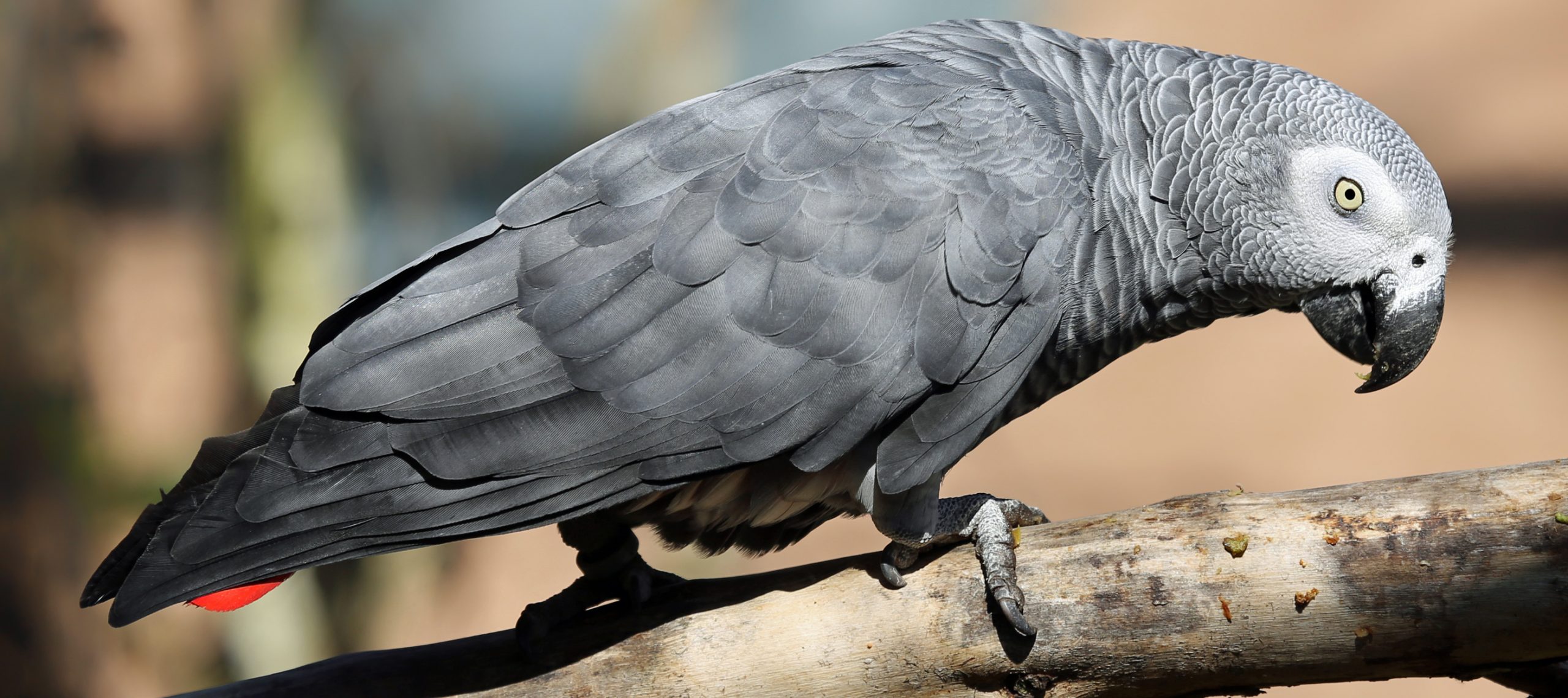 Congo : interpellation de 04 présumés trafiquants de perroquets gris du Gabon