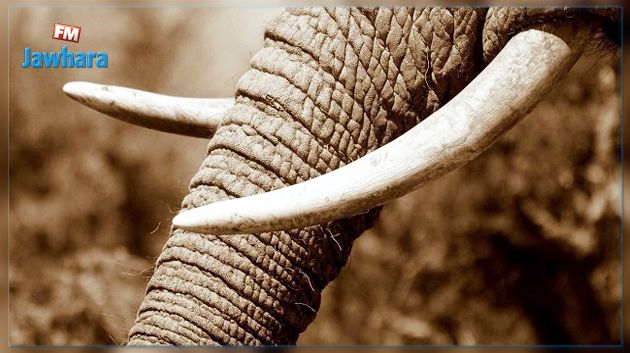 Congo : deux présumés trafiquants d’ivoire devant la justice