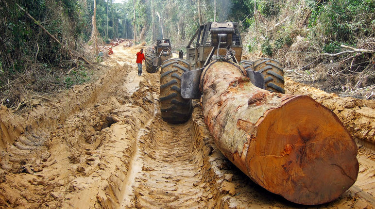 Bassin du Congo : une ONG accuse une entreprise de transporter du bois illégalement