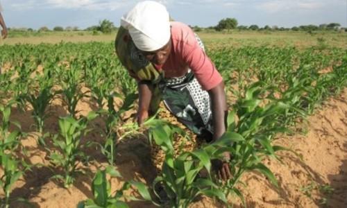 Congo : la BDEAC promet d’injecter 130 milliards de FCFA dans l’agriculture