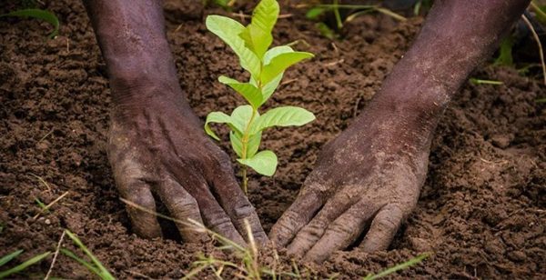 The Congo prepares for the International Conference on Afforestation and Reforestation The Congo prepares for the International Conference on Afforestation and Reforestation
