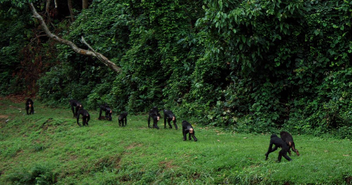 Congo : les zones clés pour la biodiversité s’étendent sur une superficie de 92 403 km2