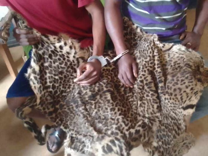 Congo : les trafiquants présumés de peaux de panthère seront face à la justice