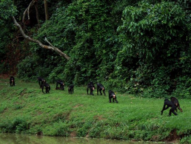 Congo : le parc de Nouabalé-Ndoki reconnu pour son intégrité écologique