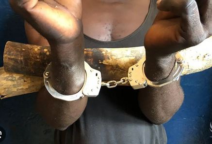 Congo : deux trafiquants fauniques écopent de deux ans de prison