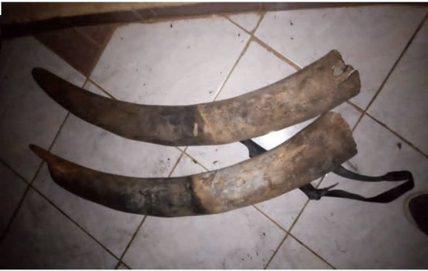 Congo : deux trafiquants fauniques aux arrêts